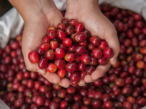 Más de 870 muestras analizadas y 140 personas capacitadas: positivo balance del área de calidad del Comité de Cafeteros de Caldas en el primer semestre de 2025