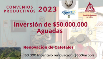 EN 2023 ALCALDÍA DE AGUADAS Y COMITÉ SE ENFOCAN EN RENOVACIÓN Y FERTILIZACIÓN