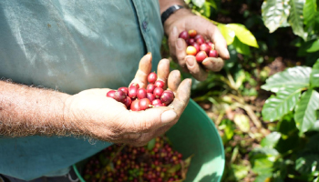 ALISTE TODO LO NECESARIO PARA OBTENER LOS MEJORES RESULTADOS EN LA PRÓXIMA COSECHA CAFETERA, LLAMADO DEL SERVICIO DE EXTENSIÓN DE CALDAS