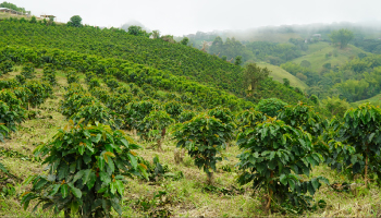 CALDAS REGISTRA LA EJECUCIÓN MÁS ALTA EN EL PROGRAMA DE APOYO A LA RENOVACIÓN DE LA FEDERACIÓN NACIONAL DE CAFETEROS