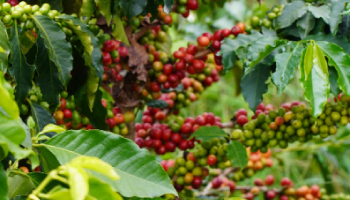 AFECTACIÓN DE LA PRODUCCIÓN DE CAFÉ ROBUSTA ESTÁ INCIDIENDO EN EL AUMENTO DE LA COTIZACIÓN DEL CAFÉ DE COLOMBIA Y DEL PRECIO INTERNO