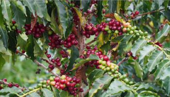 CON TROVAS EL PLAN COSECHA CALDAS INVITA A LA RECOLECCIÓN DE CAFÉ, EL AHORRO Y LA ADOPCIÓN DE NUEVAS TECNOLOGÍAS