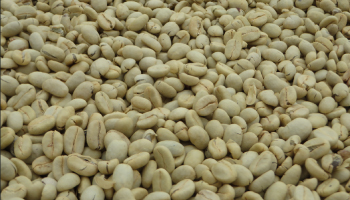 AL FINALIZAR EL AÑO CAFETERO 2023 – 2024 COLOMBIA SE CONSOLIDA COMO EL 2° PRODUCTOR DE CAFÉ ARÁBICA EN EL MUNDO