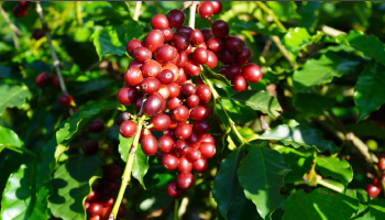 ESTA SEMANA COMIENZAN LOS PICOS DE COSECHA DEL SEGUNDO SEMESTRE Y EL LLAMADO ES A QUEDARSE EN CALDAS A RECOLECTAR CAFÉ