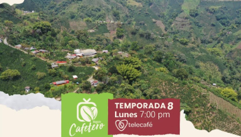 VILLAMARÍA CON SU CAFÉ DE ALTURA Y LA CONCIENCIA AMBIENTAL DE SUS CAFICULTORES, HOY EN MAGAZÍN CAFETERO 7:00 P.M. POR TELECAFÉ