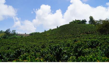 BANCO AGRARIO DE COLOMBIA INVITA A LOS CAFICULTORES A CAPITALIZAR LOS BUENOS PRECIOS DEL CAFÉ EN PRO DE SUS COMPROMISOS FINANCIEROS Y DE SU TRANQUILIDAD