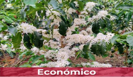 Los Cafetales de Caldas se visten de blanco gracias a las floraciones de café