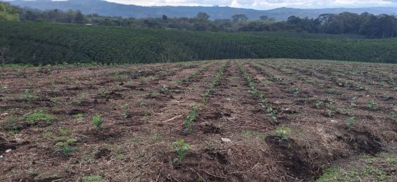 Con una inversión superior a $1.910 millones de pesos se espera aumentar el área en café en Caldas para 2.025