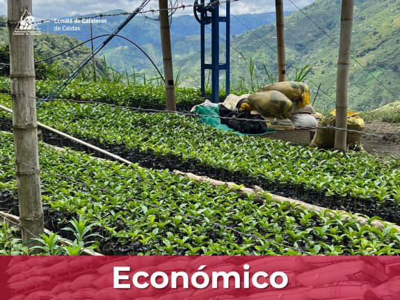 Variedades de café que se recomiendan para ampliar el cultivo en las zonas del departamento de Caldas
