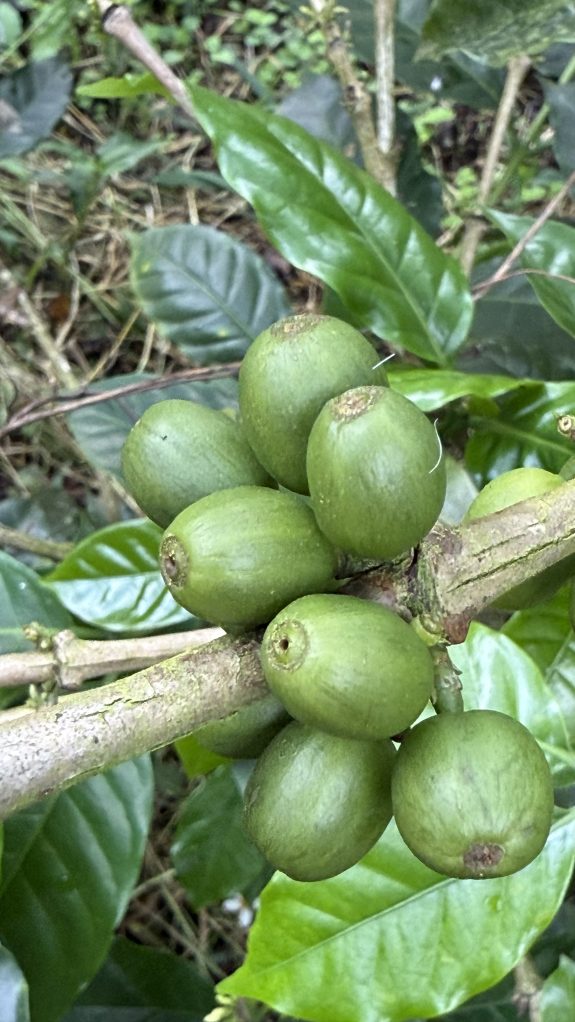 Recomendaciones clave para mitigar la broca y avanzar en renovación cafetera