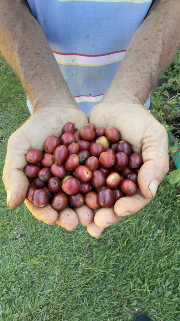 La especulación sacude el precio del café: un llamado a la calidad y la resiliencia del caficultor colombiano