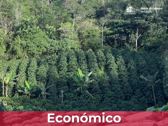 Parcelas IPA en Caldas: la investigación al servicio del caficultor