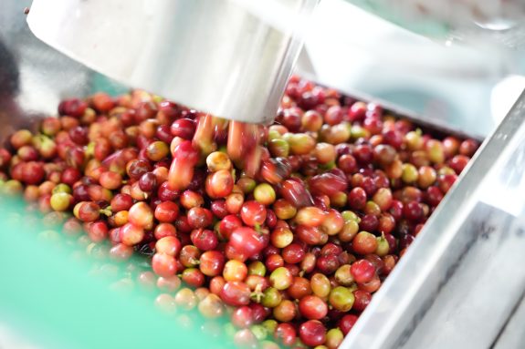 Federación Nacional de Cafeteros impulsa venta de café en cereza y nuevas centrales de beneficio en Colombia