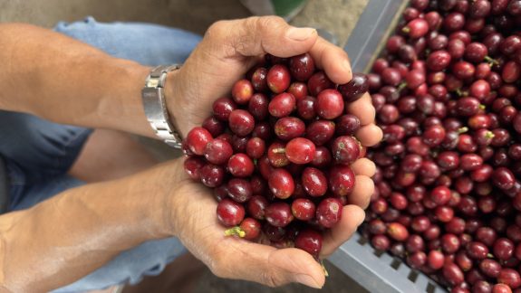 Avanza con éxito la cosecha cafetera del segundo semestre en Caldas