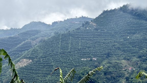 Caldas, el corazón productivo del café en Colombia: un reconocimiento a la excelencia cafetera