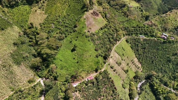 Caldas afianza su liderazgo cafetero rumbo al 94° Congreso Nacional de Cafeteros