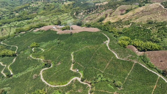 Fortalecimiento de la caficultura: el programa que impulsa la productividad y el crecimiento del café en Caldas