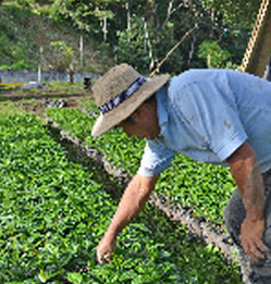 hombre recolectando café