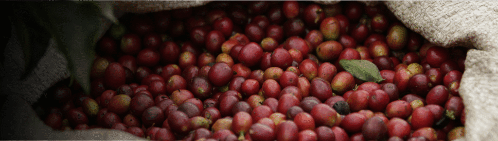 finca cafetal cultivos de café