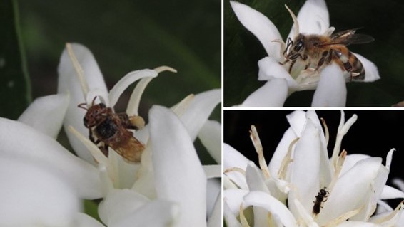 Colombian coffee farming is home to at least 88 native bee species