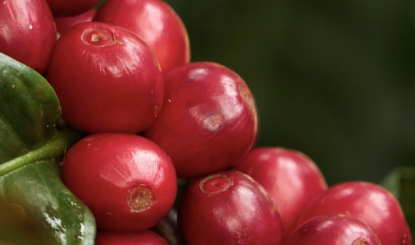 colombian coffee Federación Nacional de Cafeteros de Colombia
