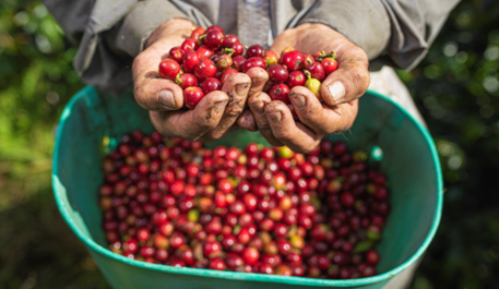 hombre con granos de café