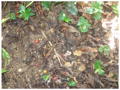 FNC warns coffee producers against CBB during El Niño