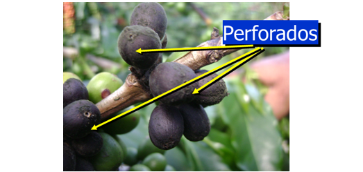FNC warns coffee producers against CBB during El Niño