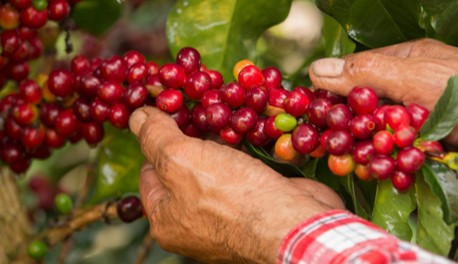 colombian coffee Federación Nacional de Cafeteros de Colombia