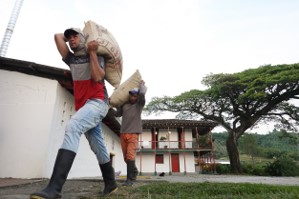 Producción de café de Colombia cae 15% en octubre