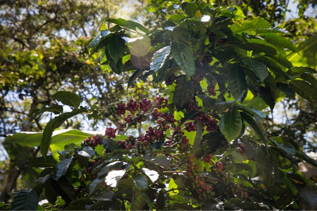 Producción de café de Colombia