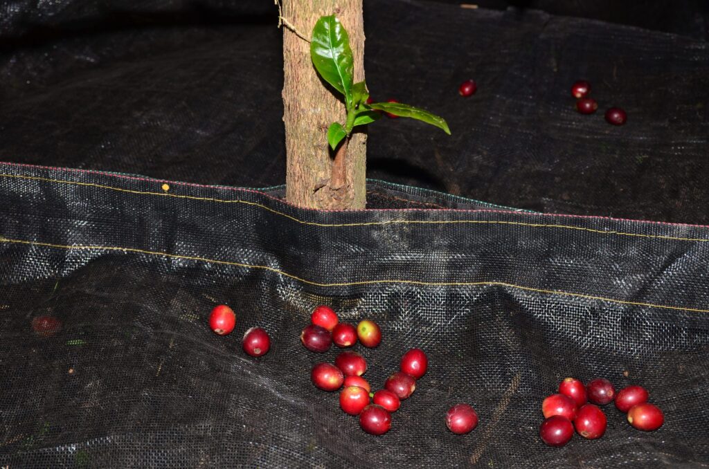 Lonas de café reducen costos en la recolección