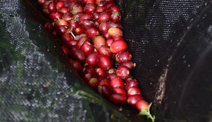 Lonas de café reducen costos en la recolección